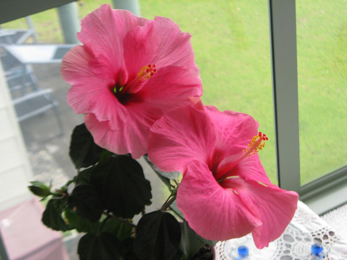 Hibiscus Bed & Breakfast Waihi Exterior foto