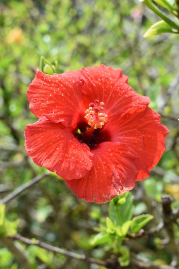 Hibiscus Bed & Breakfast Waihi Exterior foto